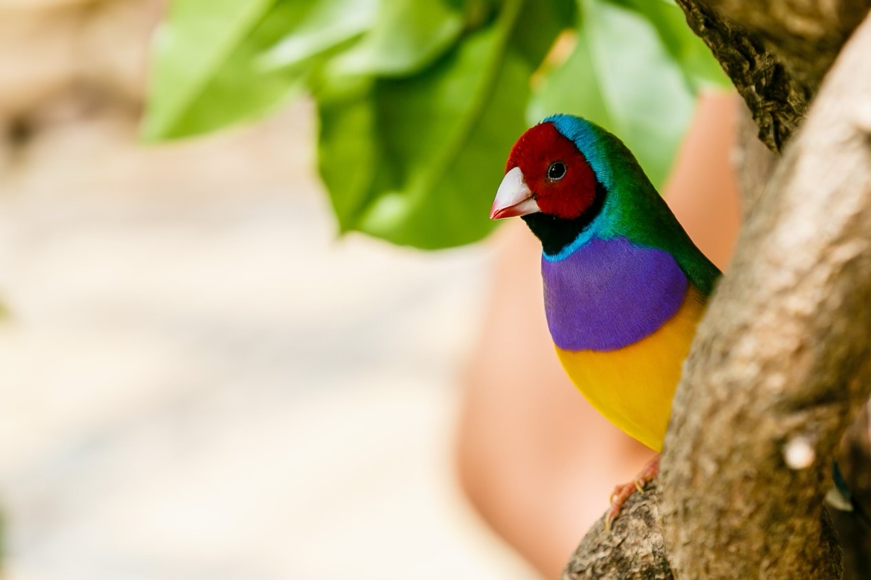 Amadina finch or gouldian finch or erythrura gouldiae bird (Erythrura gouldiae), also known as the Lady Gouldian finch, endemic to Australia.