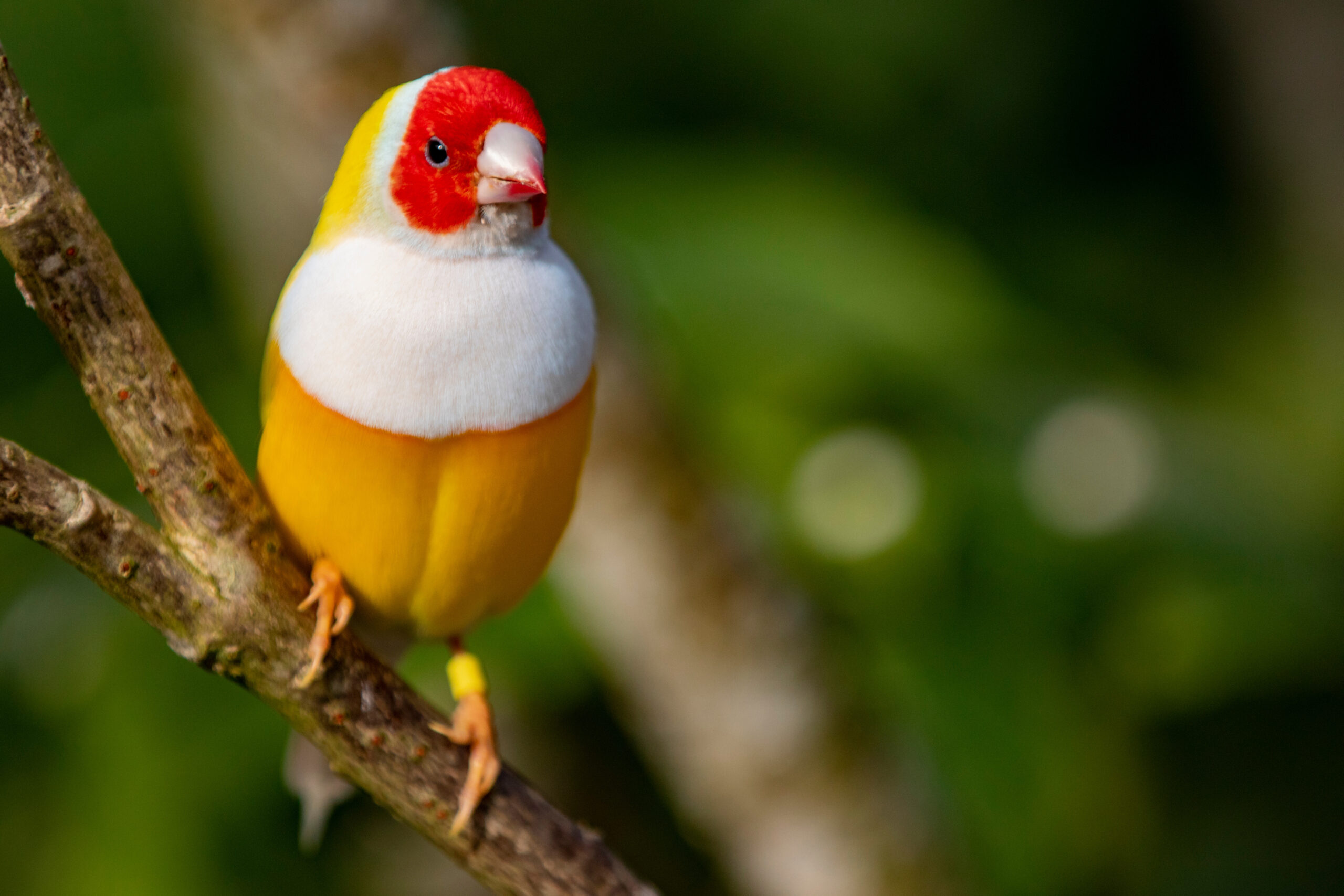 Gouldian finch (Erythrura gouldiae) in a Florida Garden